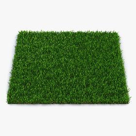 Zoysia Grass